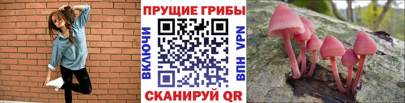 наркотики  Шлиссельбург  Псилоцибиновые грибы мицелий 
